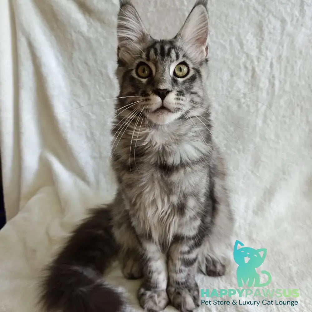 Quigley Maine Coon male black silver tabby - live animals