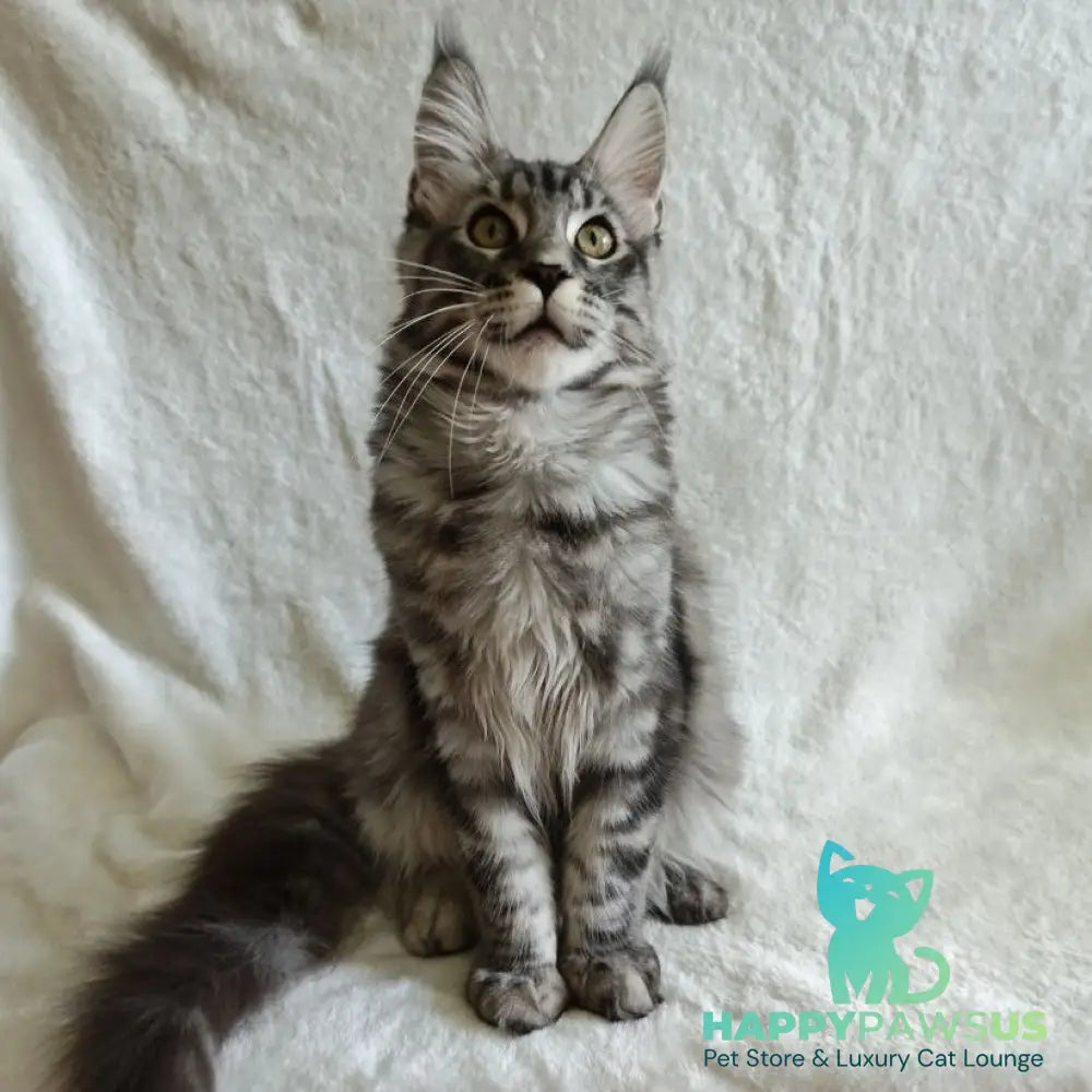 Quigley Maine Coon male black silver tabby - live animals