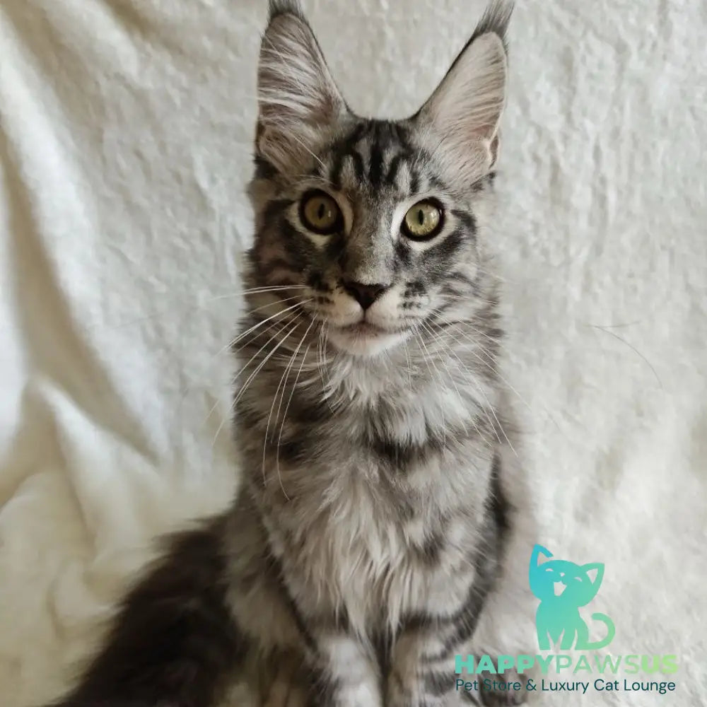 Quigley Maine Coon male black silver tabby - live animals