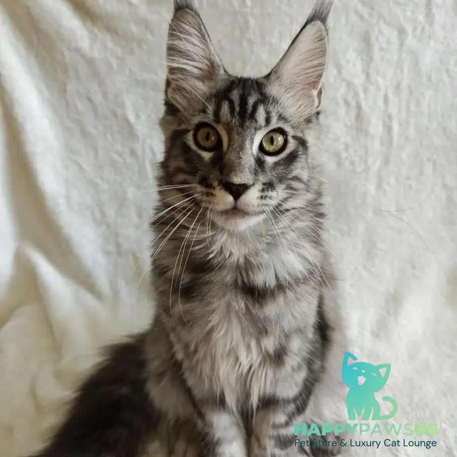 Quigley Maine Coon male black silver tabby - live animals