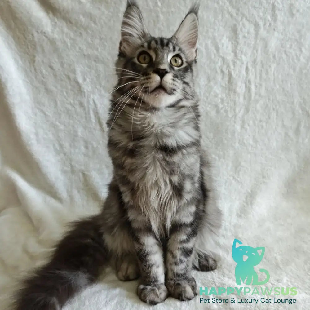 Quigley Maine Coon male black silver tabby - live animals