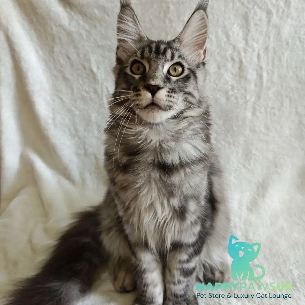 Quigley Maine Coon male black silver tabby - live animals