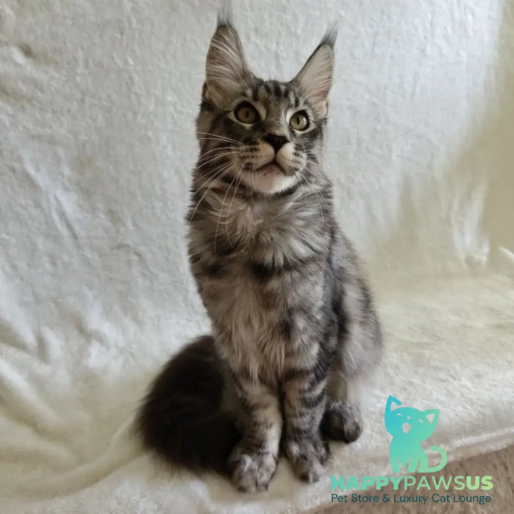 Quigley Maine Coon male black silver tabby - live animals