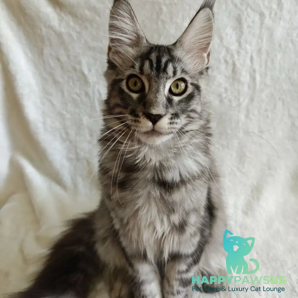 Quigley Maine Coon male black silver tabby - live animals