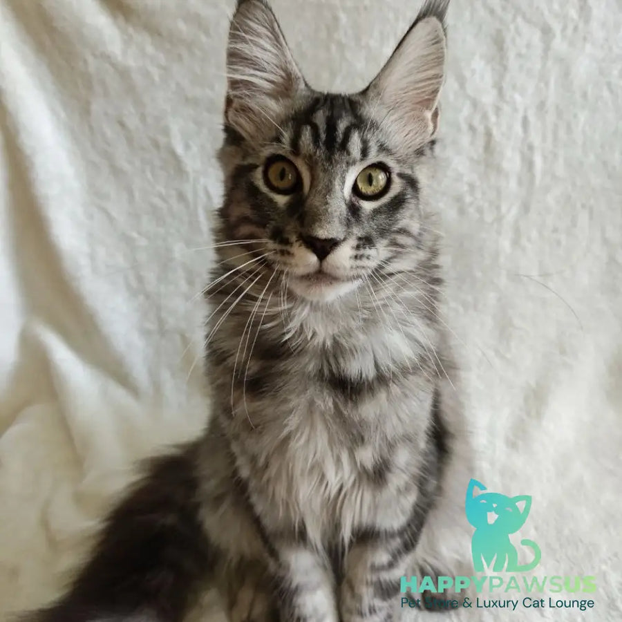 Quigley Maine Coon male black silver tabby - live animals