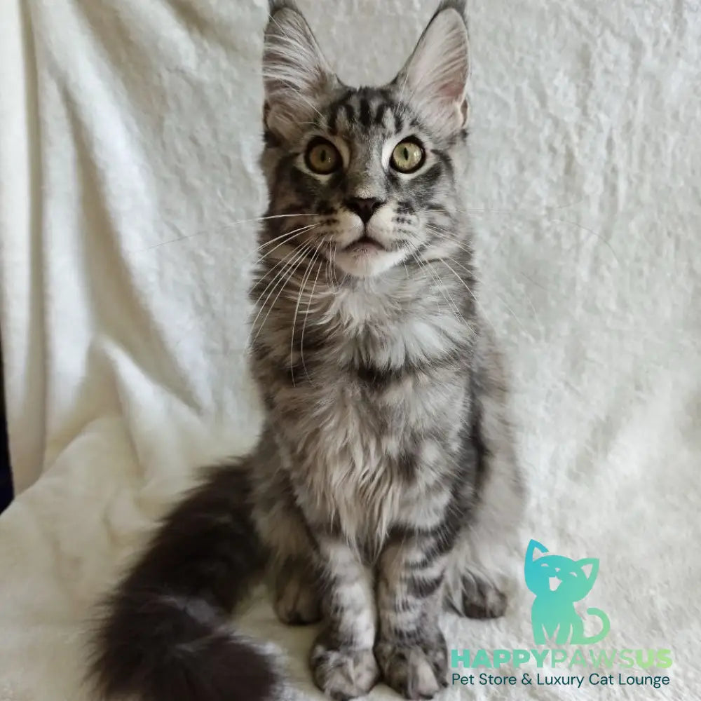 Quigley Maine Coon male black silver tabby - live animals
