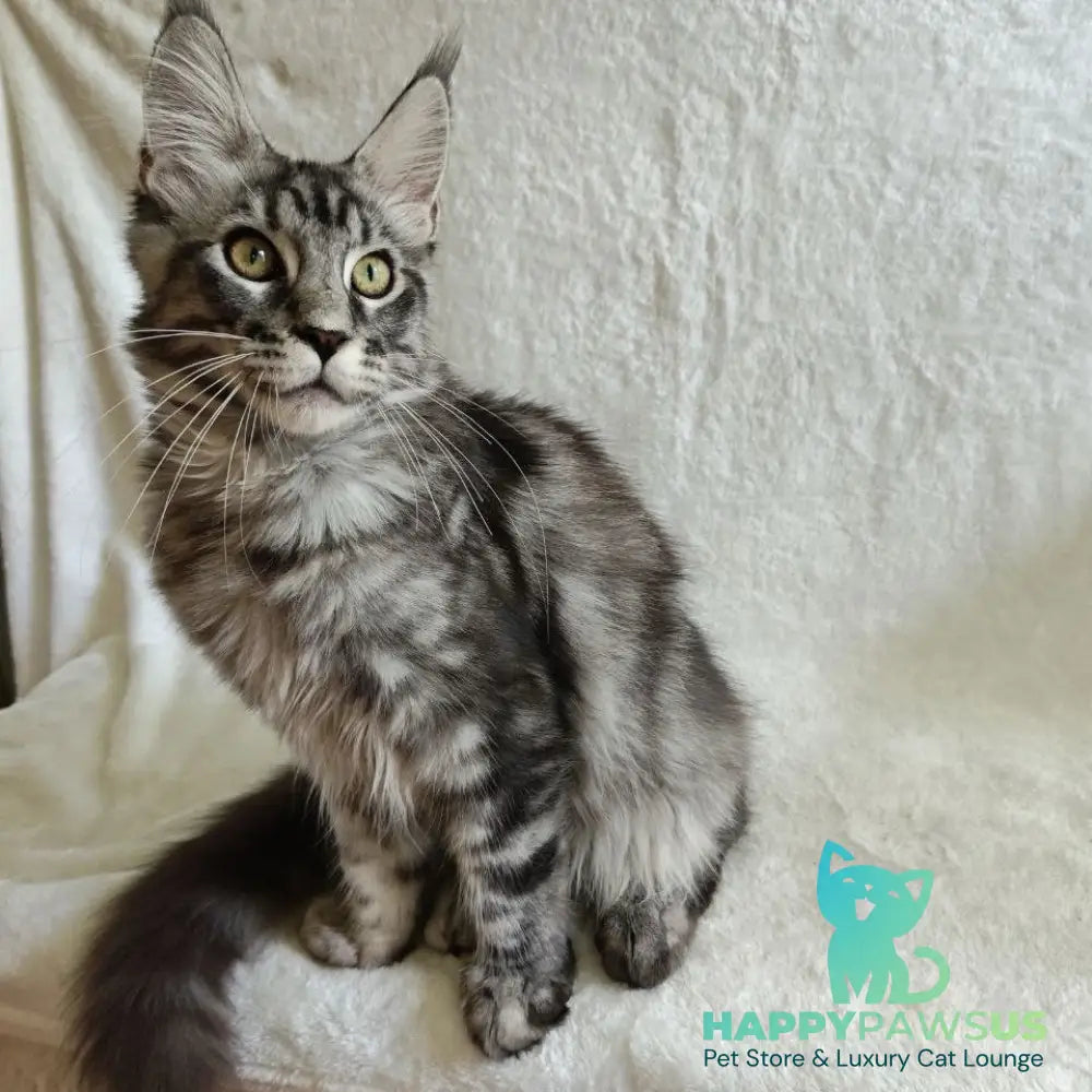Quigley Maine Coon male black silver tabby - live animals
