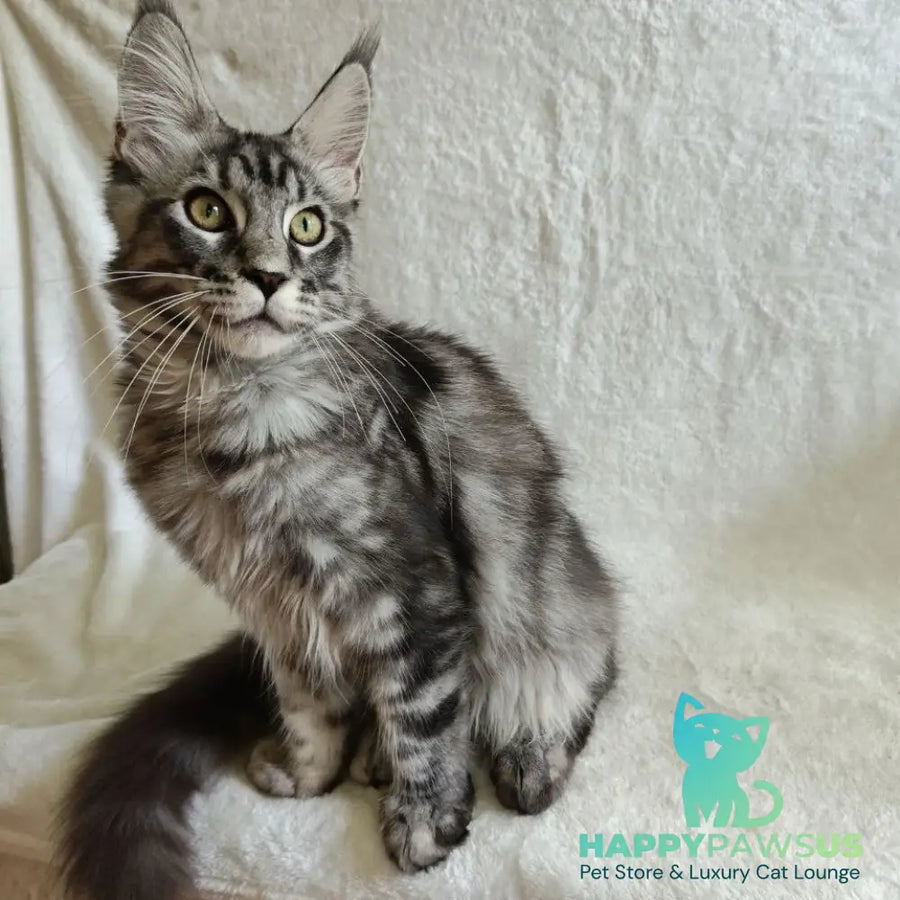Quigley Maine Coon male black silver tabby - live animals