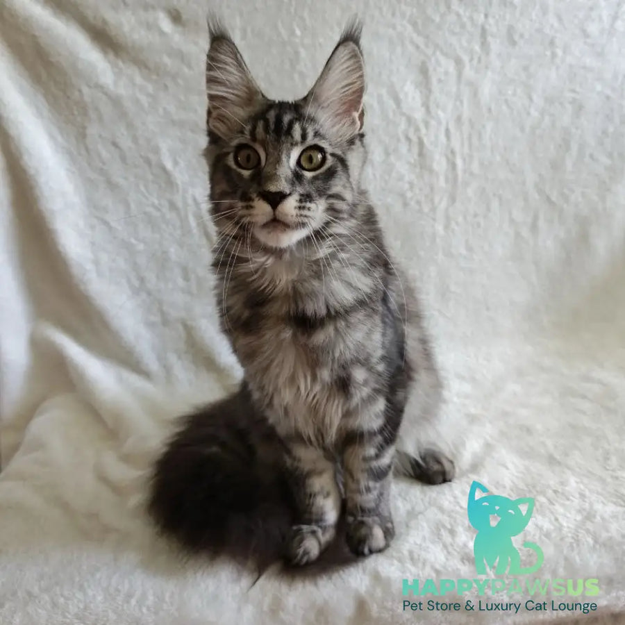 Quigley Maine Coon male black silver tabby - live animals