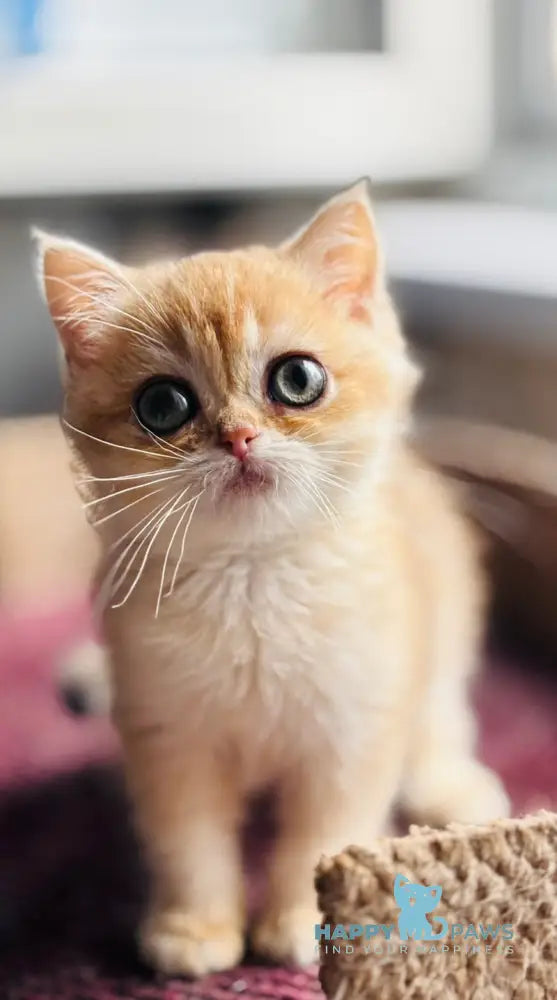 Quill British Shorthair female black golden shaded live animals