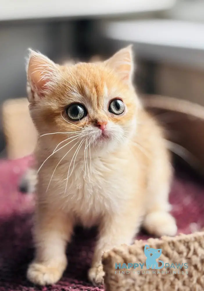 Quill British Shorthair female black golden shaded live animals