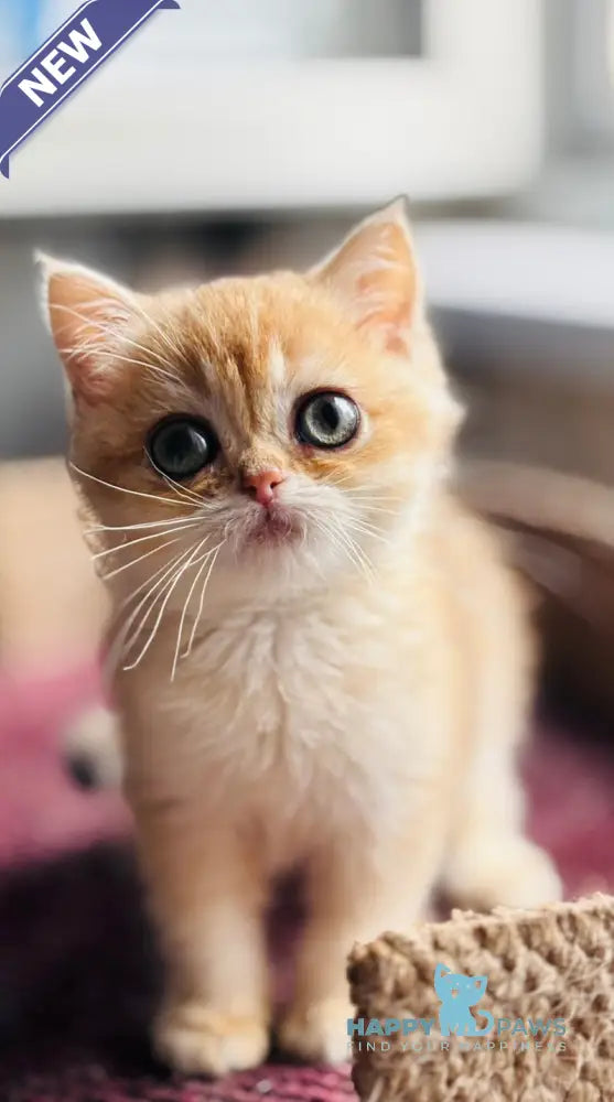 Quill British Shorthair female black golden shaded live animals