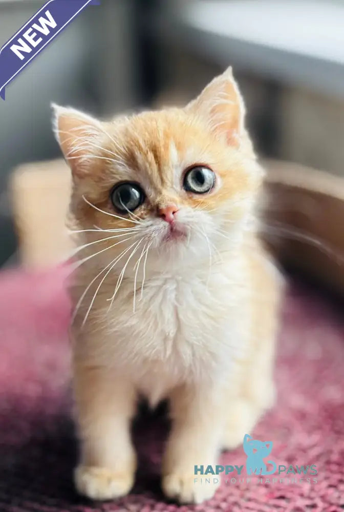 Quill British Shorthair female black golden shaded live animals