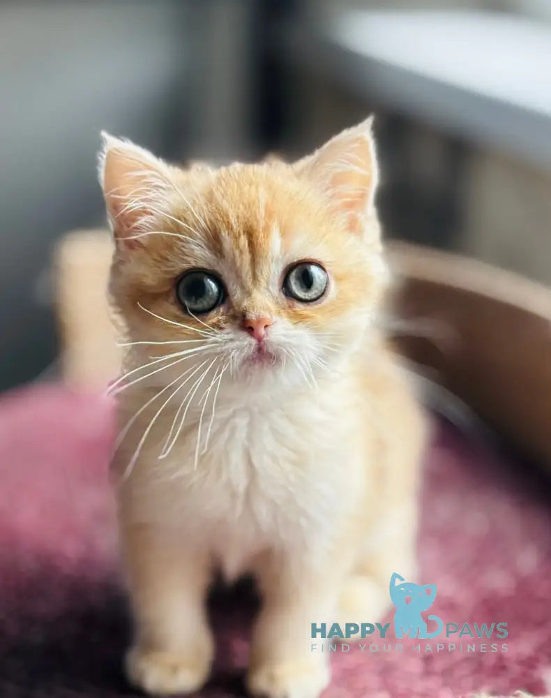 Quill British Shorthair female black golden shaded live animals
