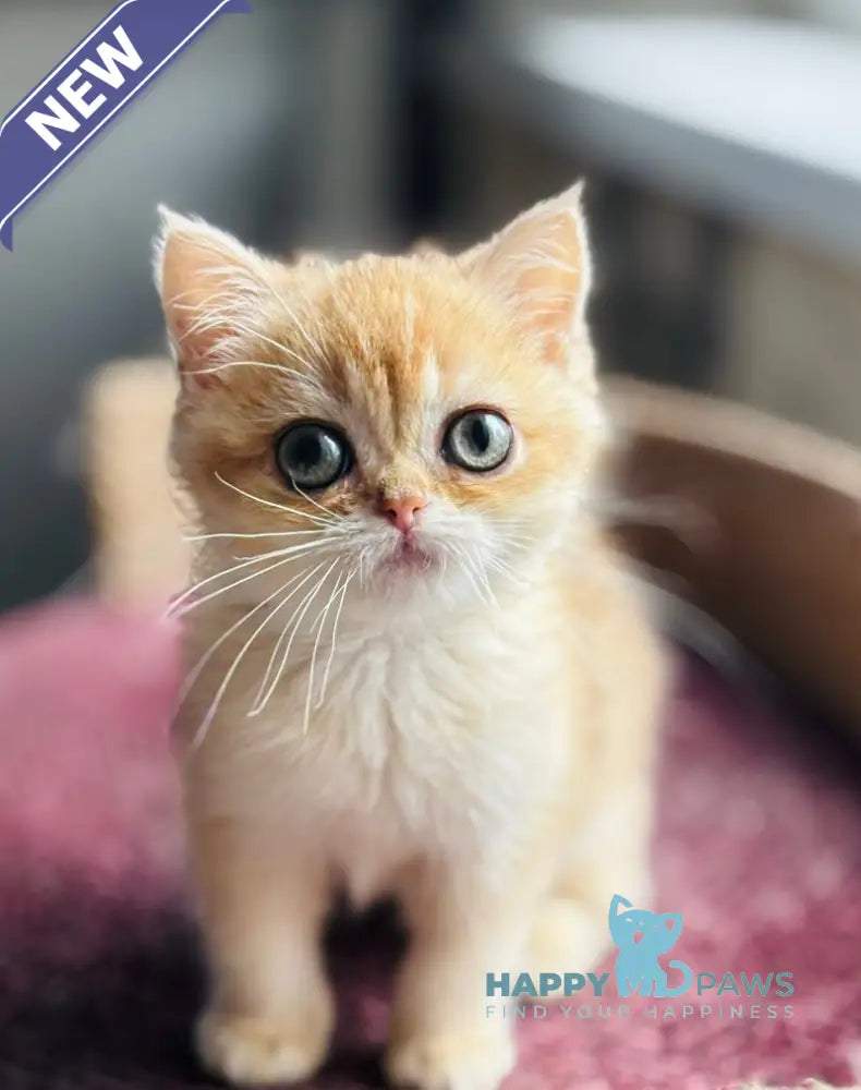 Quill British Shorthair female black golden shaded live animals
