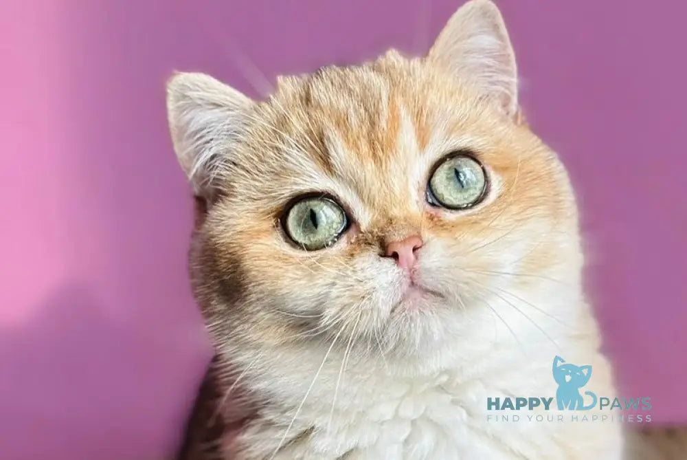 Quill British Shorthair female black golden shaded live animals