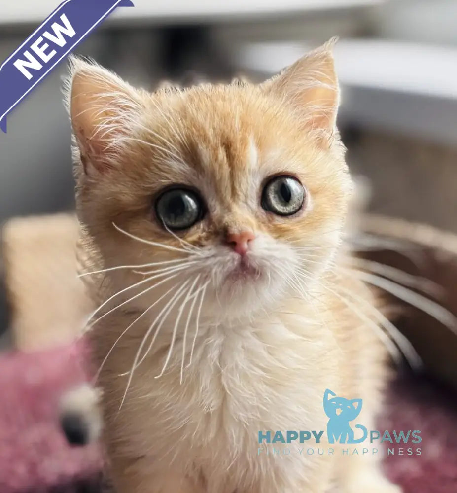 Quill British Shorthair female black golden shaded live animals