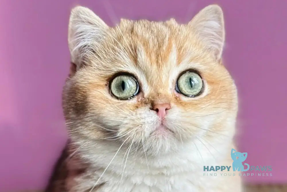 Quill British Shorthair female black golden shaded live animals