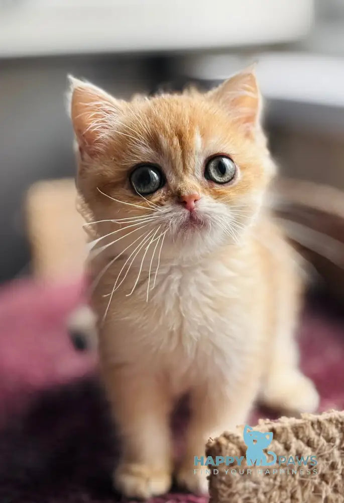 Quill British Shorthair female black golden shaded live animals