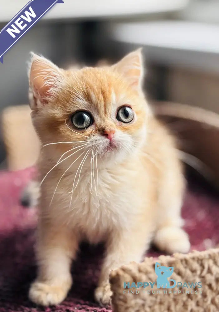 Quill British Shorthair female black golden shaded live animals
