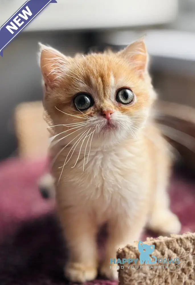 Quill British Shorthair female black golden shaded live animals