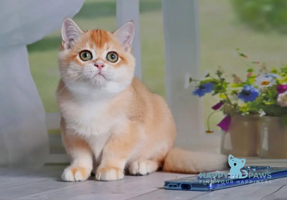 Quill British Shorthair male black golden shaded live animals