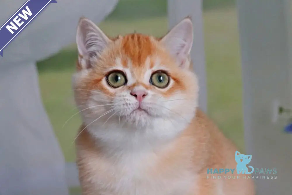 Quill British Shorthair male black golden shaded live animals