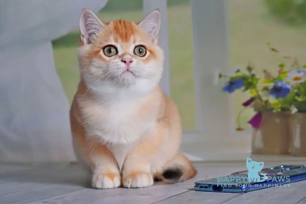 Quill British Shorthair male black golden shaded live animals