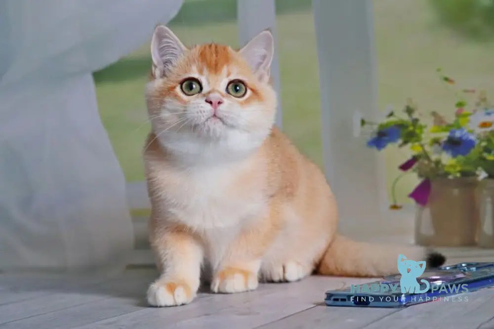 Quill British Shorthair male black golden shaded live animals