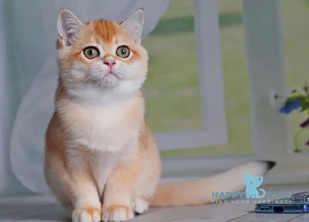 Quill British Shorthair male black golden shaded live animals