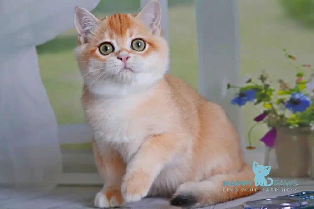 Quill British Shorthair male black golden shaded live animals