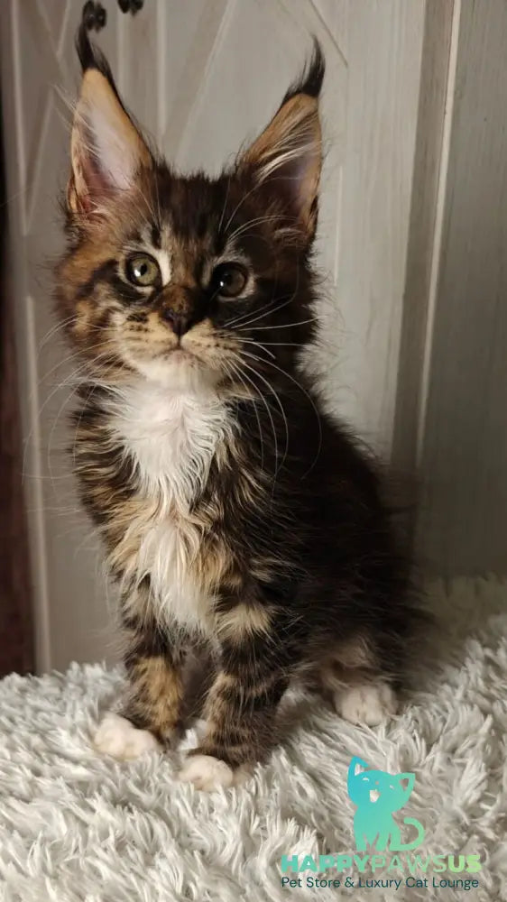 Quill Maine Coon female black tabby bicolour live animals