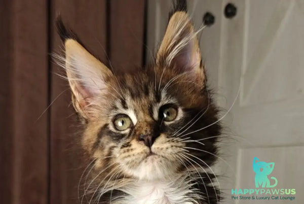 Quill Maine Coon female black tabby bicolour live animals