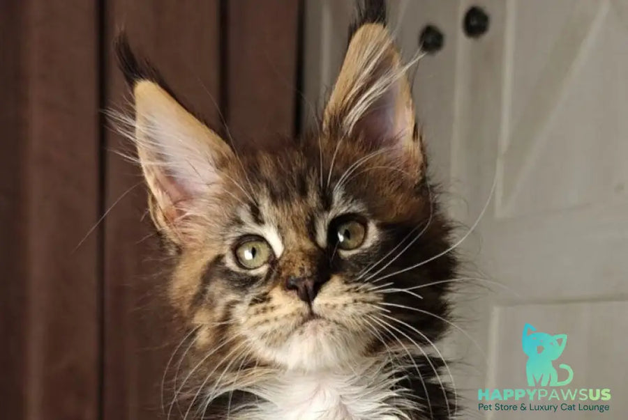 Quill Maine Coon female black tabby bicolour live animals