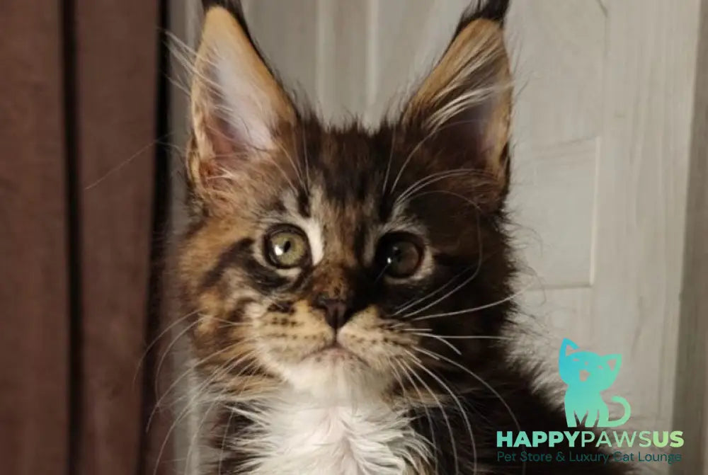 Quill Maine Coon female black tabby bicolour live animals