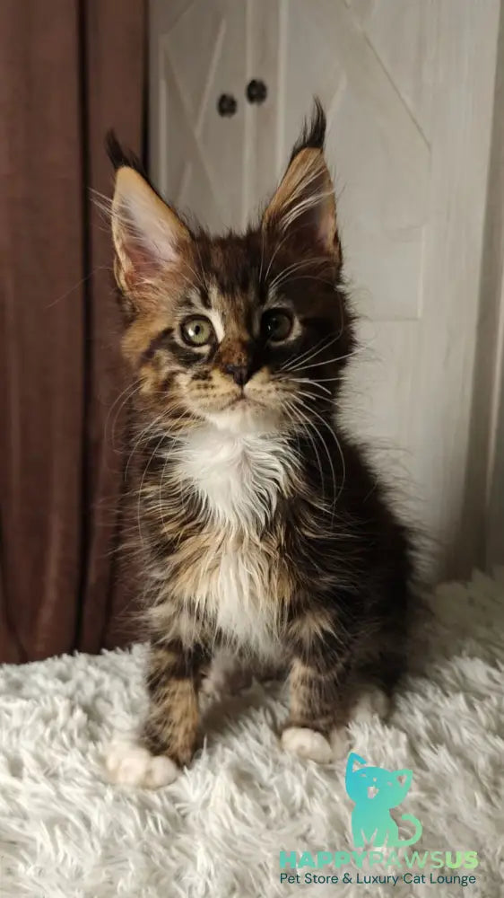 Quill Maine Coon female black tabby bicolour live animals