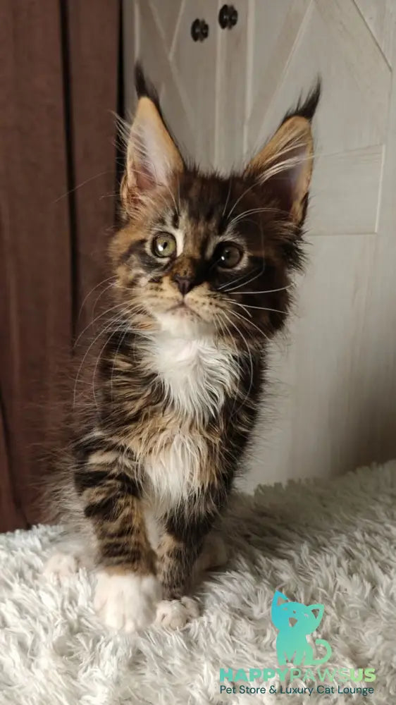 Quill Maine Coon female black tabby bicolour live animals