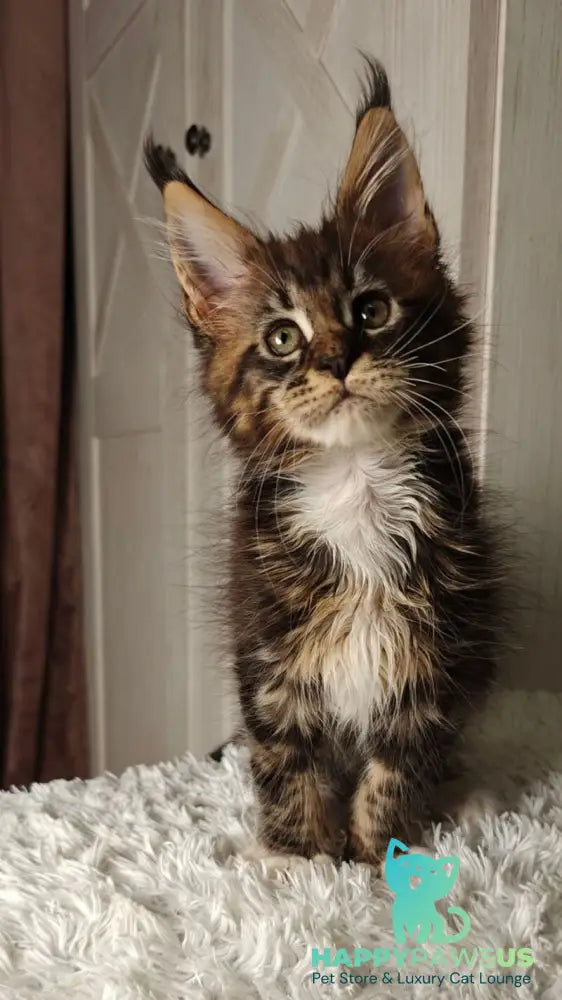 Quill Maine Coon female black tabby bicolour live animals
