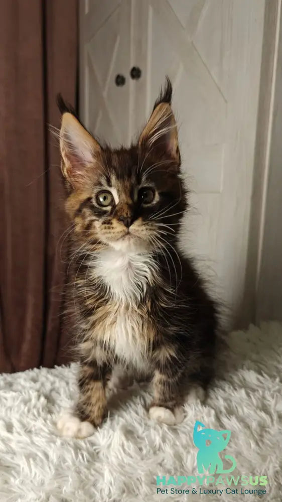 Quill Maine Coon female black tabby bicolour live animals