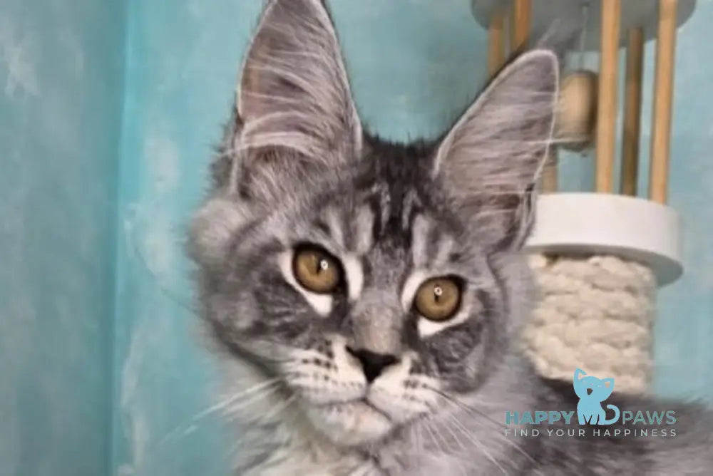 Quill Maine Coon male black silver tabby live animals