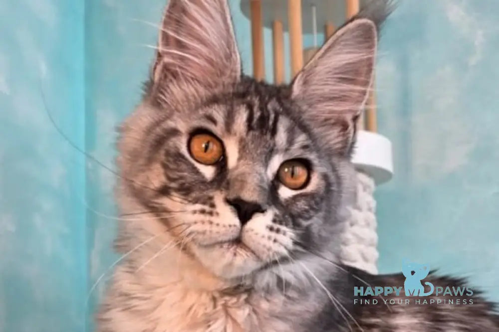 Quill Maine Coon male black silver tabby live animals