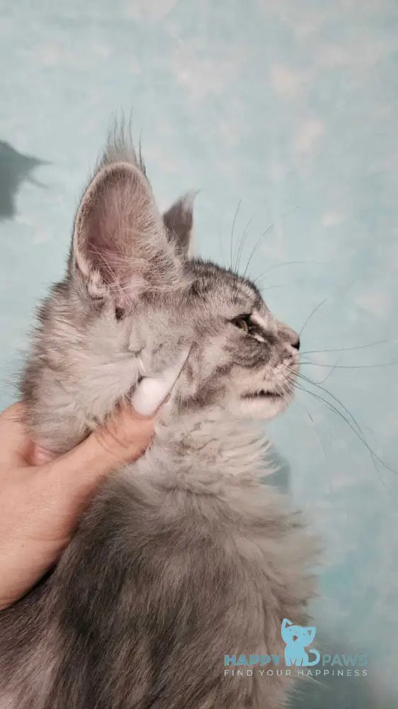 Quill Maine Coon male black silver tabby live animals