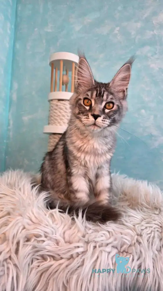 Quill Maine Coon male black silver tabby live animals