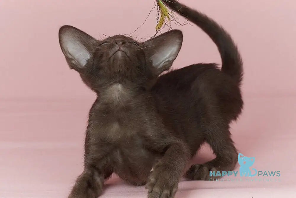 Quill Oriental Shorthair male chocolate - live animals