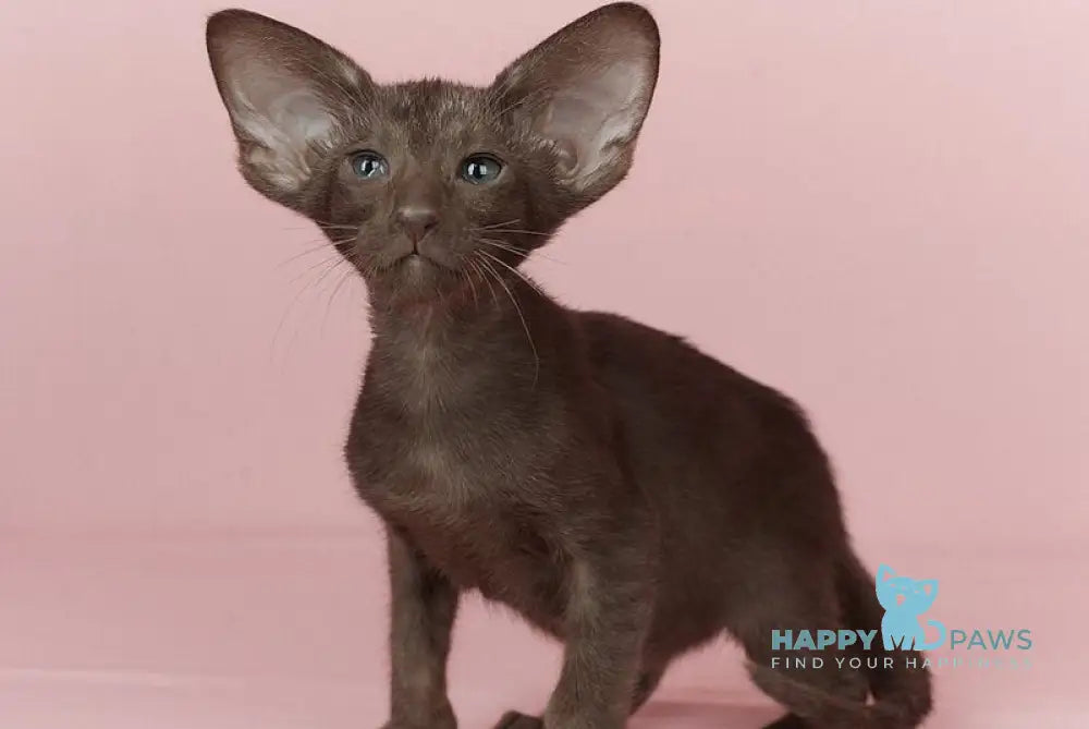 Quill Oriental Shorthair male chocolate - live animals