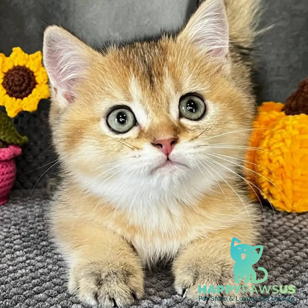 Quill Scottish Straight male black golden ticked tabby - live animals