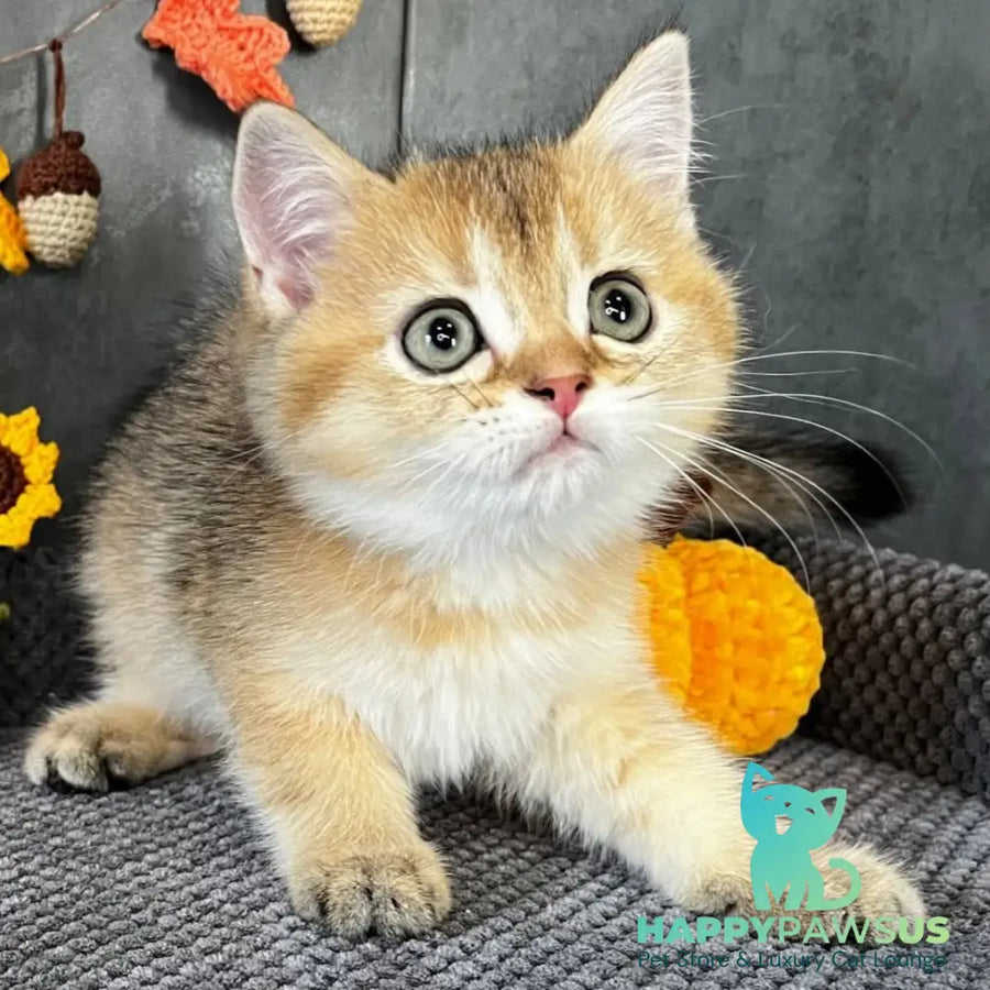 Quill Scottish Straight male black golden ticked tabby - live animals