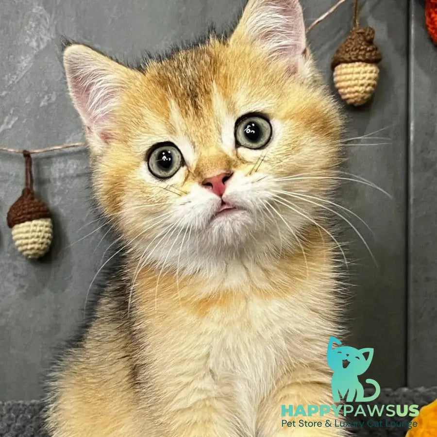 Quill Scottish Straight male black golden ticked tabby - live animals