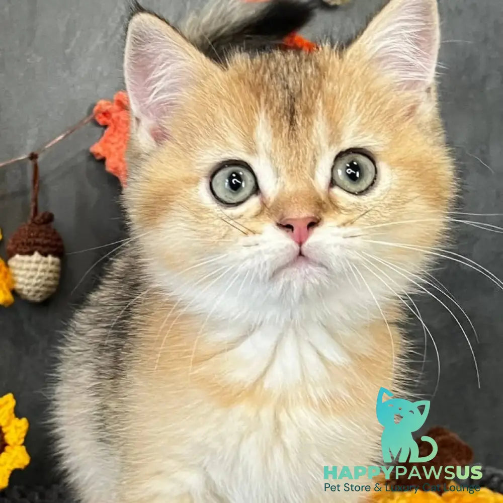 Quill Scottish Straight male black golden ticked tabby - live animals