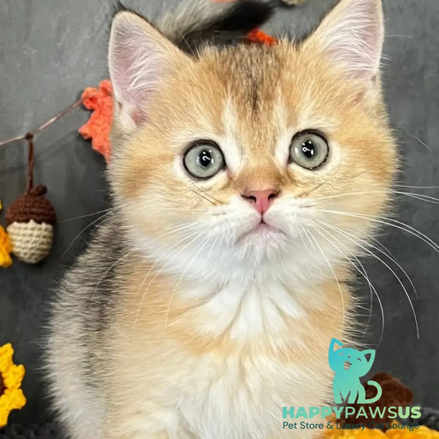 Quill Scottish Straight male black golden ticked tabby - live animals